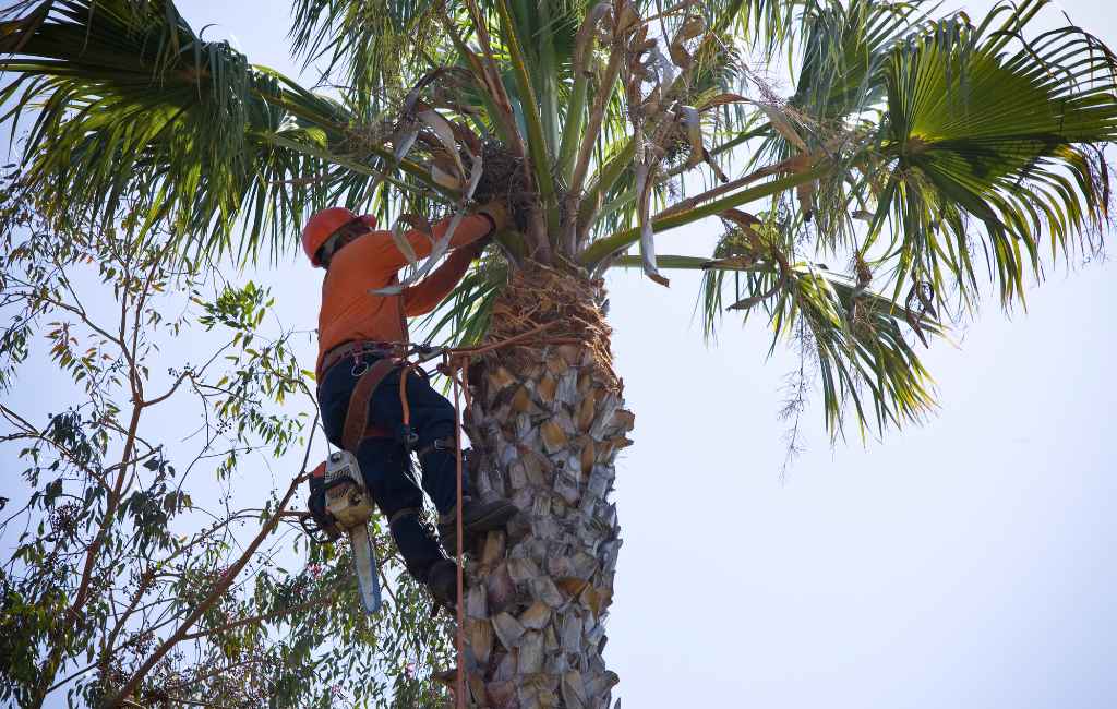 palm tree trimming in maricopa and pinal counties